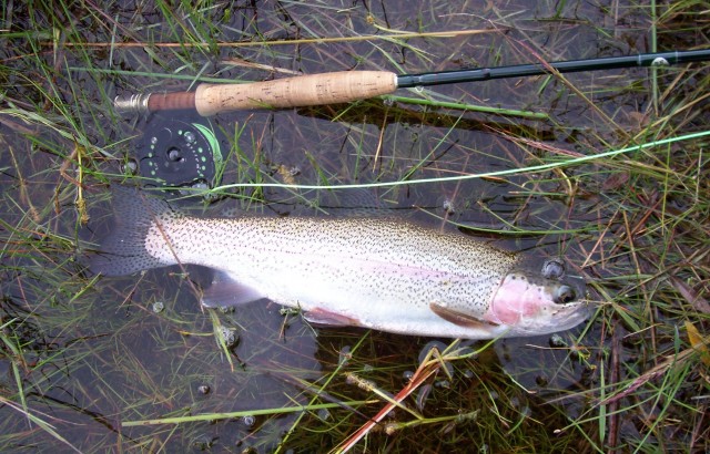 Rainbow Trout ready to swim off.